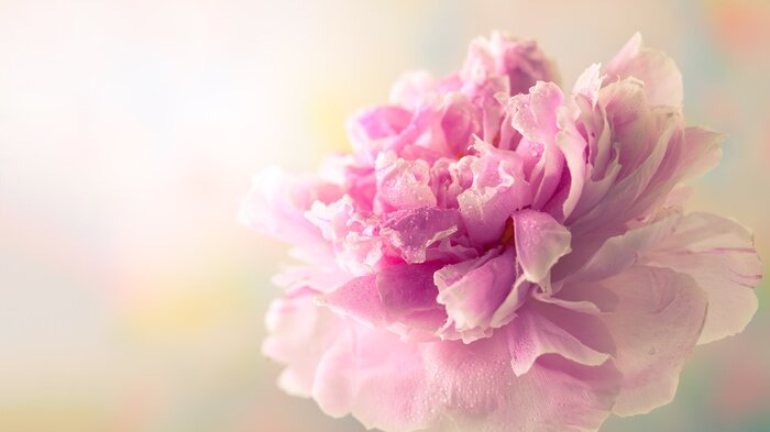 Tableau  Pivoine sur fond coloré