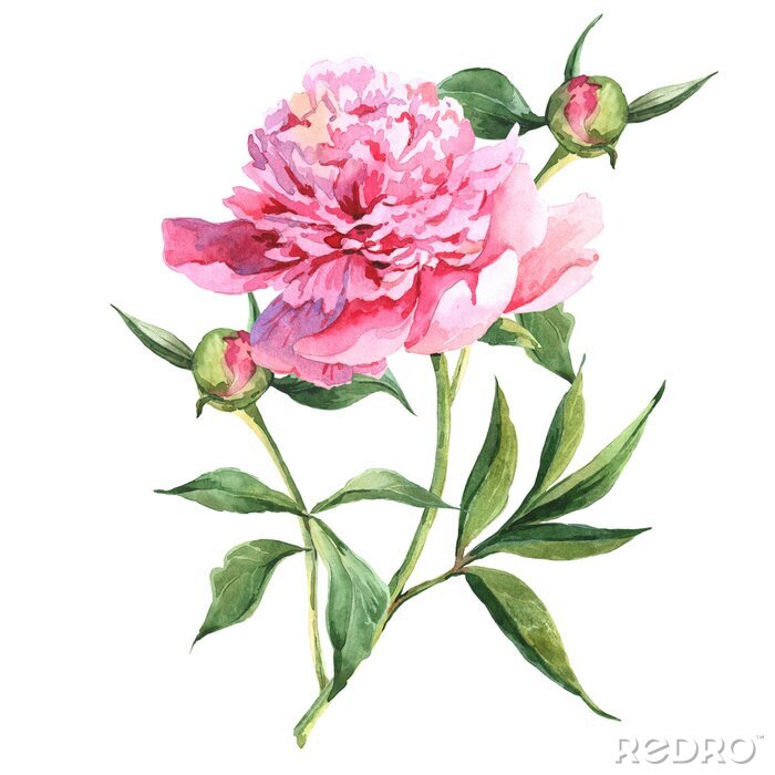 Tableau  Pivoine sur une tige avec deux bourgeons