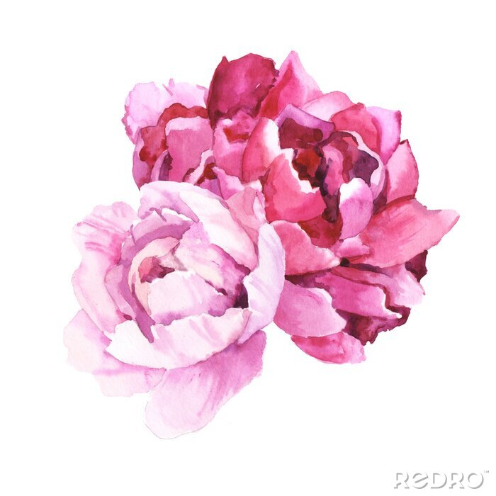 Tableau  Pivoines de conte de fées ombrées d'aquarelles