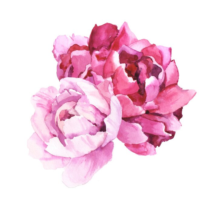 Tableau  Pivoines de conte de fées ombrées d'aquarelles