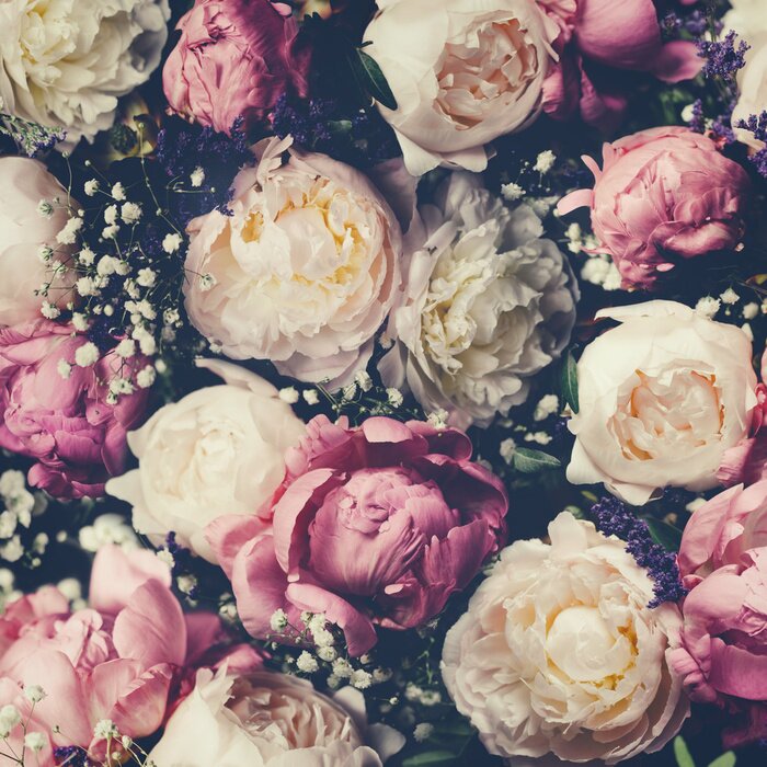 Tableau  Pivoines et gypsophiles sur fond sombre