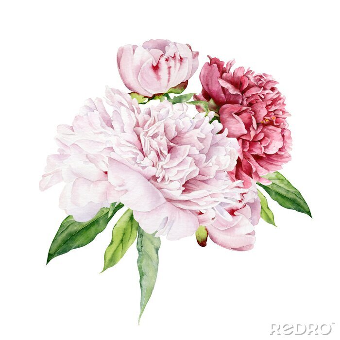 Tableau  Pivoines roses en deux teintes