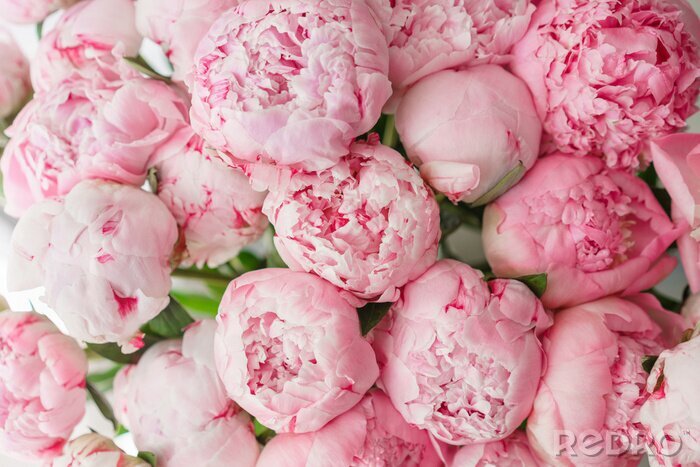 Tableau  Pivoines roses en fleurs