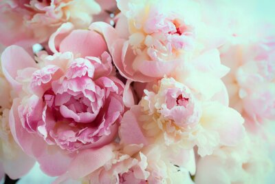 Papier peint  Pivoines roses en gros plan