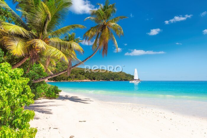 Tableau  Plage de sable avec des palmiers et un bateau à voile dans la mer turquoise de l'île paradisiaque.
