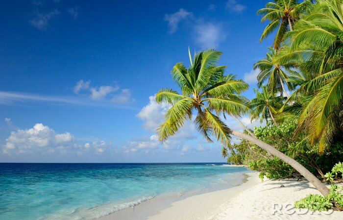 Tableau  Plage tropicale avec palmiers et mer