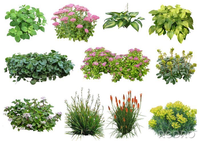 Tableau  Plante détourée (plantes vivaces, hortensia, euphorbe, sedum...)