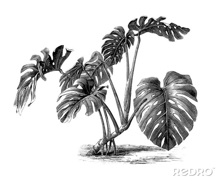 Tableau  Plante noire et blanche