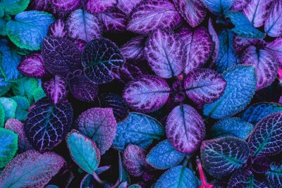 Tableau  Plante violette exotique