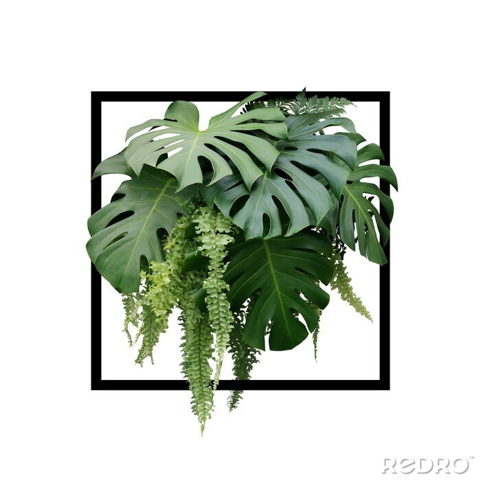 Tableau  Plantes dans un cadre noir