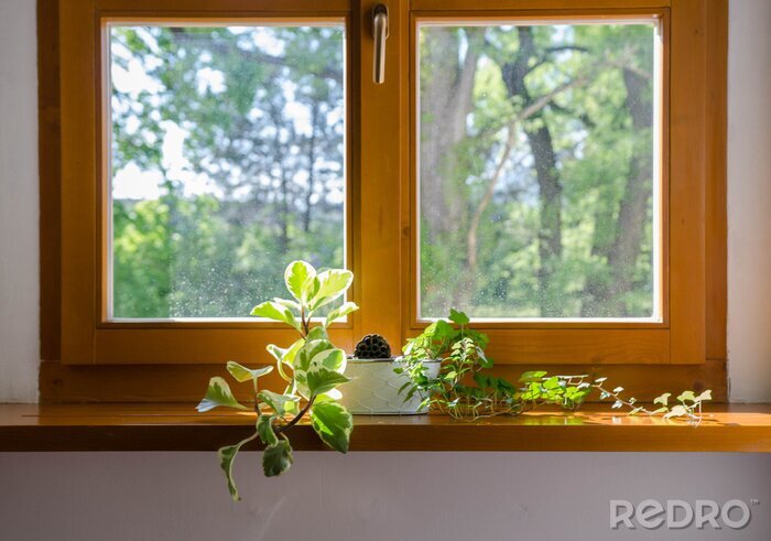 Tableau  Plantes en pot dans la fenêtre - douce lumière du soleil après-midi