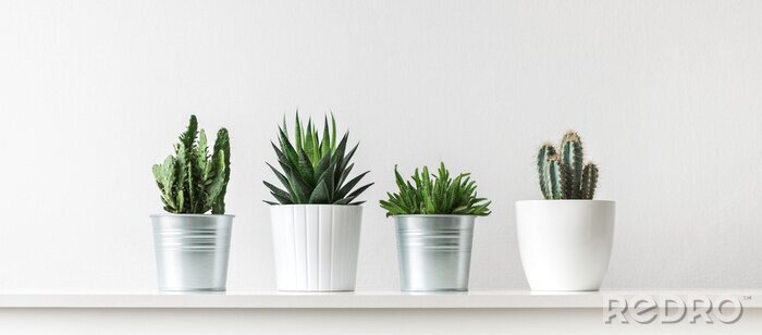 Tableau  Plantes en pot minimalistes