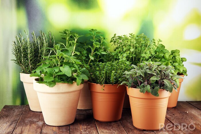 Tableau  Plantes en pot sur fond vert