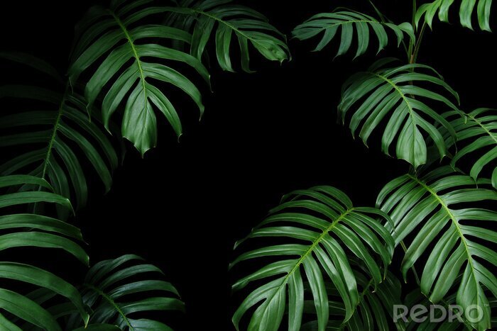 Tableau  Plantes exotiques vert foncé