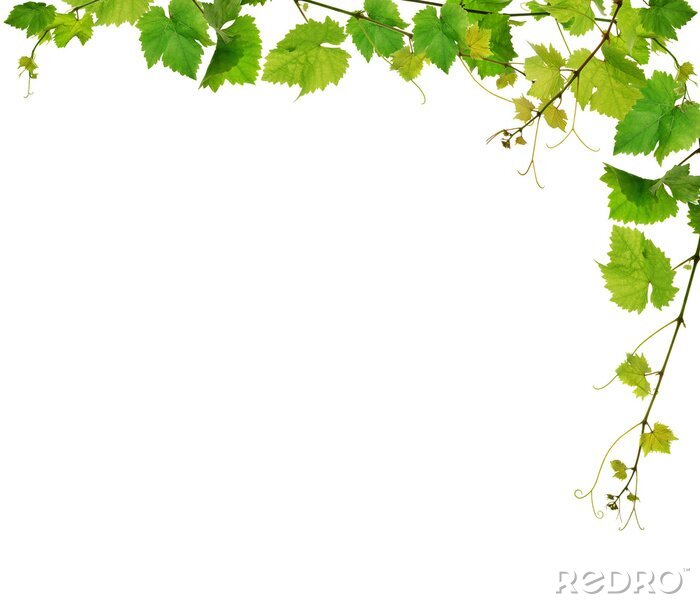 Tableau  Plantes grimpantes