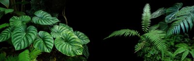 Plantes tropicales sur fond noir