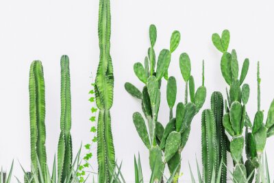 Tableau  Plantes vertes de cactus sur un fond uni