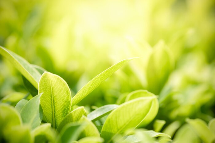 Tableau  Plantes vertes sur fond clair