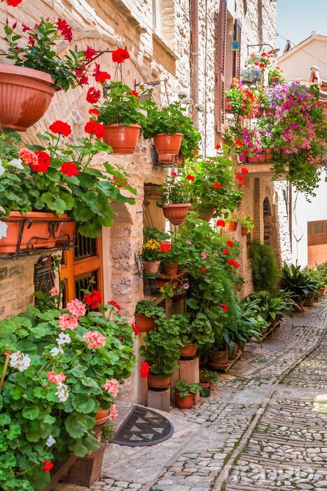 Tableau  Plein, fleur, porche, petit, ville, Italie, ombrie