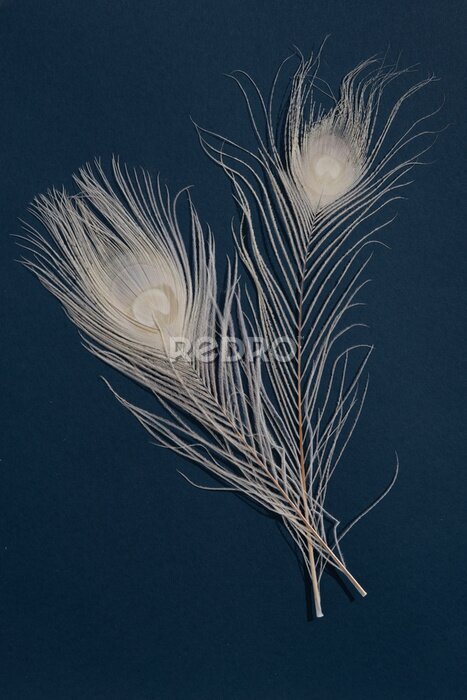 Tableau  Plumes de paon blanc