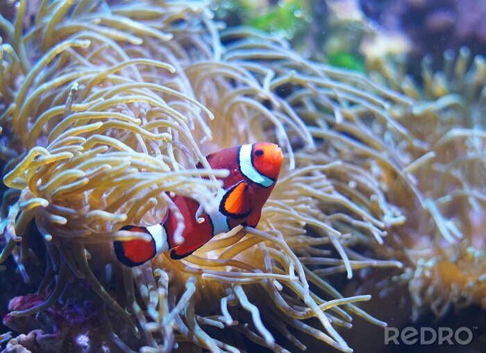 Tableau  Poisson clown rouge dans le récif de corail