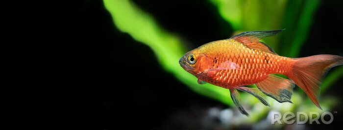 Tableau  Poisson rouge d'aquarium