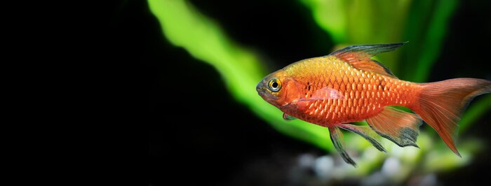 Tableau  Poisson rouge d'aquarium