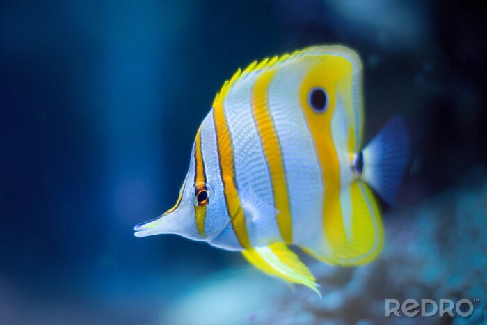 Tableau  Poisson tropical