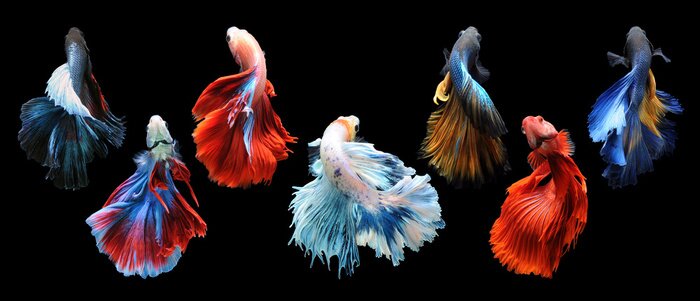 Tableau  Poissons avec des queues intéressantes