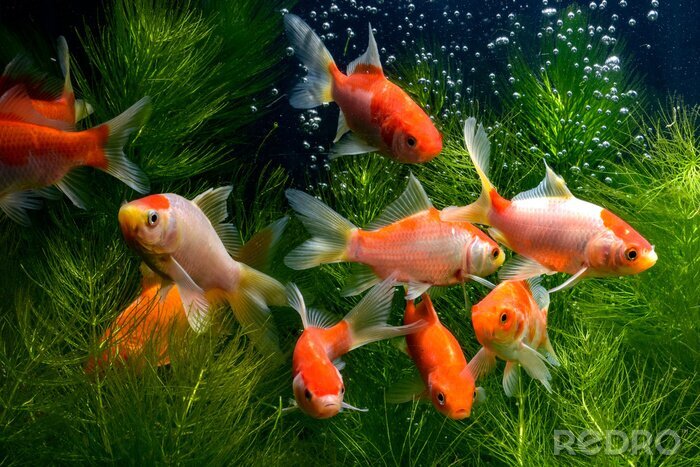 Tableau  Poissons colorés parmi les plantes