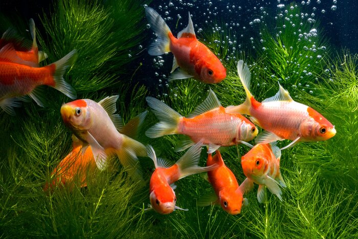 Tableau  Poissons colorés parmi les plantes