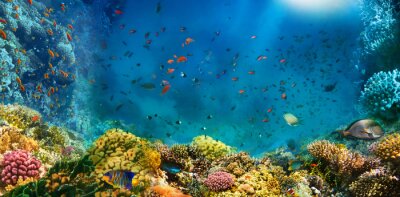 Papier peint  Poissons dans l'océan