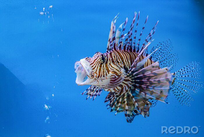 Tableau  Poissons de mer dans l'aquarium