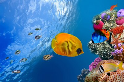 Tableau  Poissons et récif de corail coloré