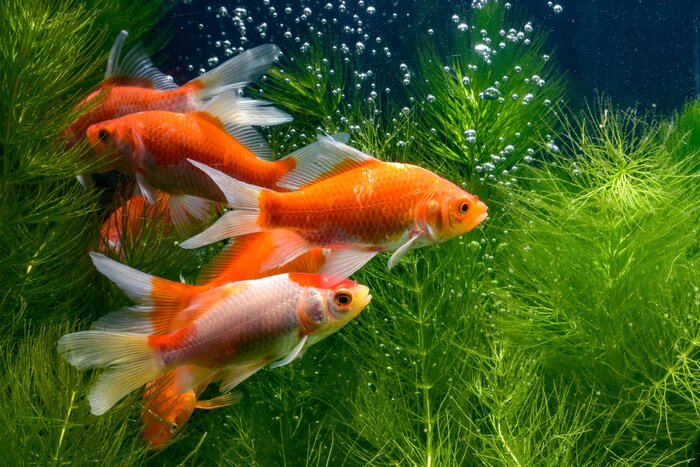 Tableau  Poissons Koi au milieu des plantes