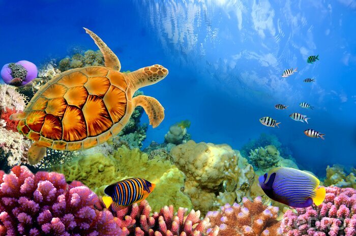 Tableau  Poissons, tortues aquatiques et récifs coralliens