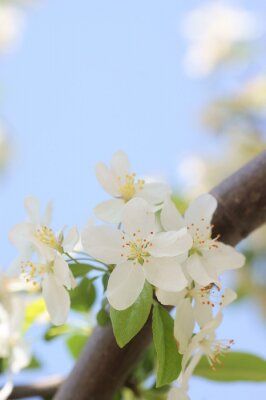 Tableau  Pommier en fleurs au printemps