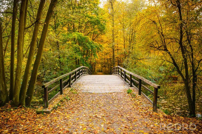 Tableau  Pont dans la forêt d'automne