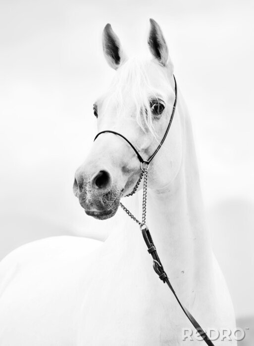 Tableau  Portrait cheval clair