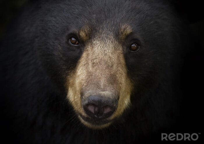 Tableau  Portrait d'ours noir (Ursus americanus) dans le pré en automne au Canada