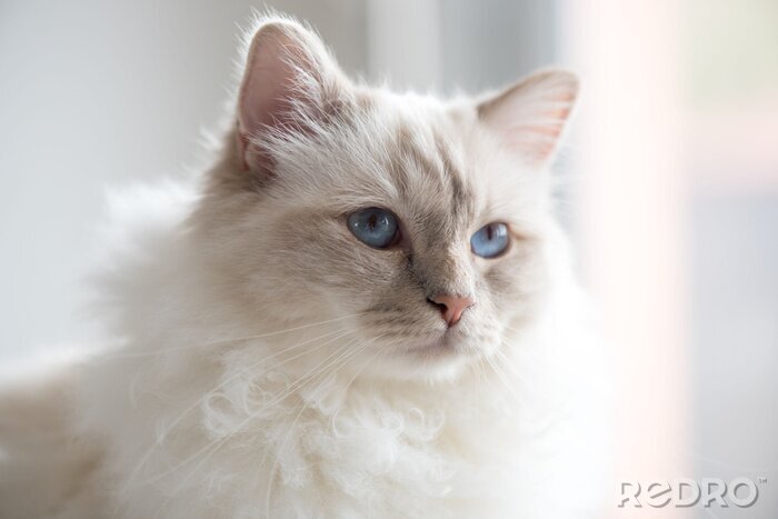 Tableau  Portrait d'un chaton blanc