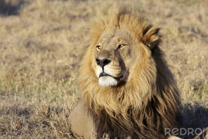 Tableau  Portrait d'un grand lion