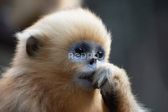 Tableau  Portrait d'un jeune gibbon