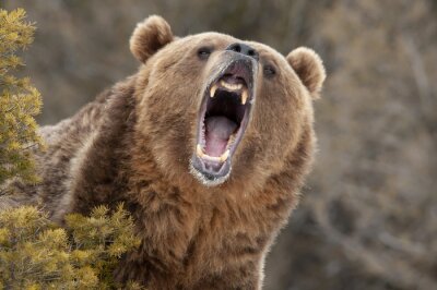 Portrait d'un ours qui montre ses dents