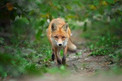 Portrait d'un renard roux (Vulpes vulpes)