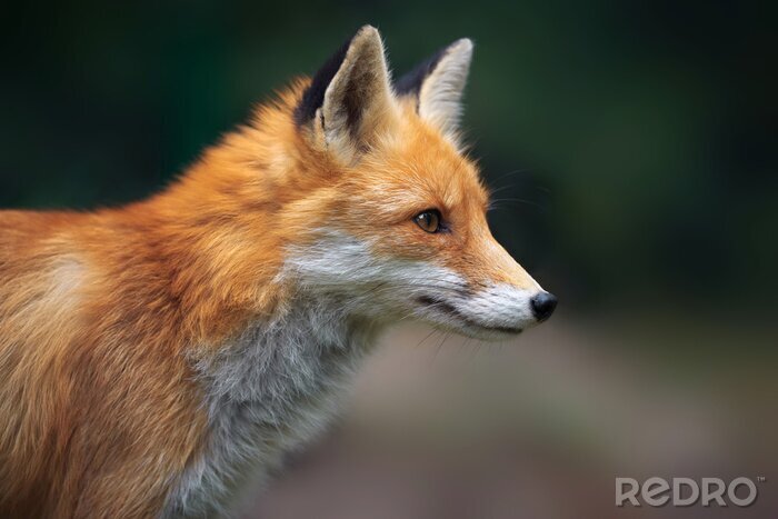 Tableau  Portrait d'un renard roux (Vulpes vulpes)
