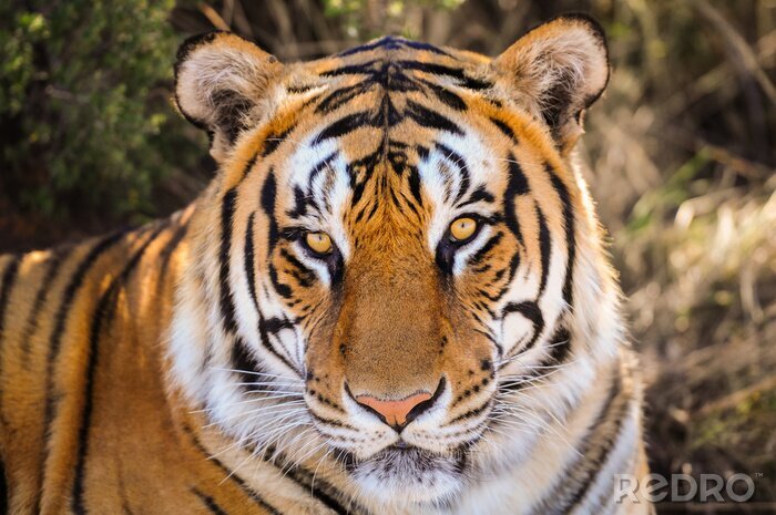 Tableau  Portrait d'un tigre à l'ombre