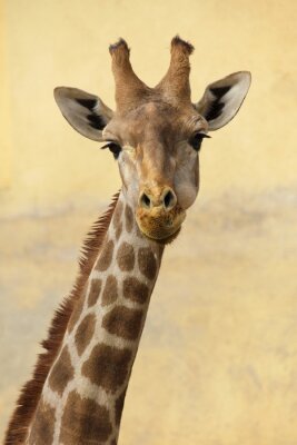 Tableau  Portrait d'une girafe