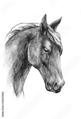 Tableau  Portrait de cheval en noir et blanc style croquis