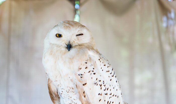 Tableau  Portrait de hibou blanc